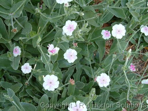 Lychnis coronia pinkwhite 